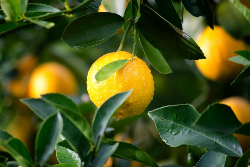 efectos secundarios tomar limon diario