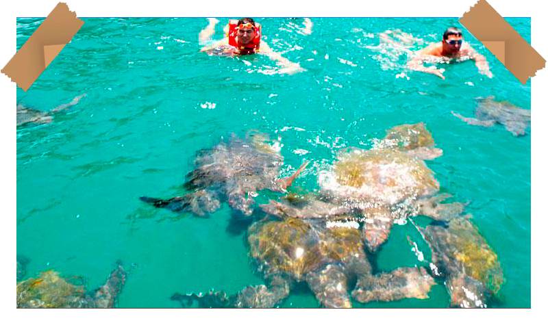 nadar tortugas mancora