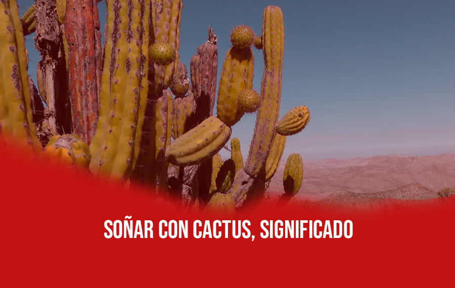 Cuáles son los significados de soñar con un cactus